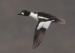 Common Goldeneye