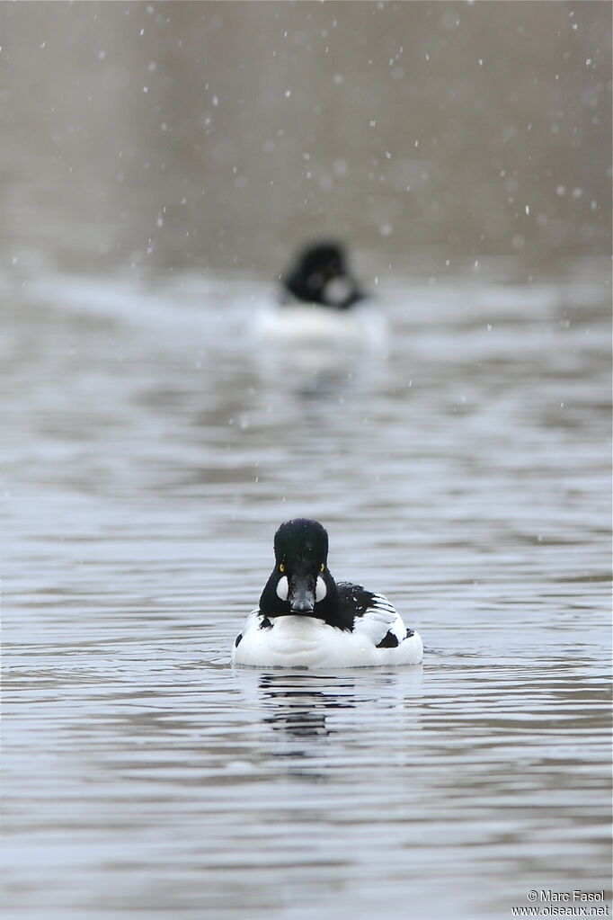 Common Goldeneye male adult breeding, identification