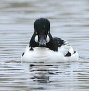 Common Goldeneye