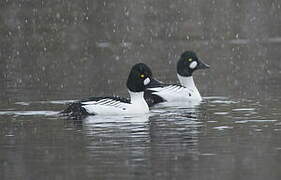 Common Goldeneye