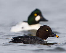 Common Goldeneye