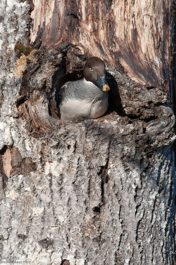 Common Goldeneye female adult, Reproduction-nesting