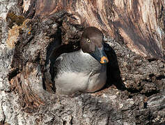 Common Goldeneye