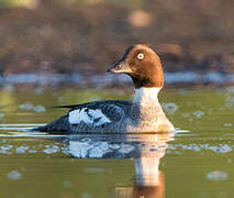 Common Goldeneye