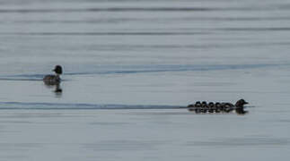 Common Goldeneye