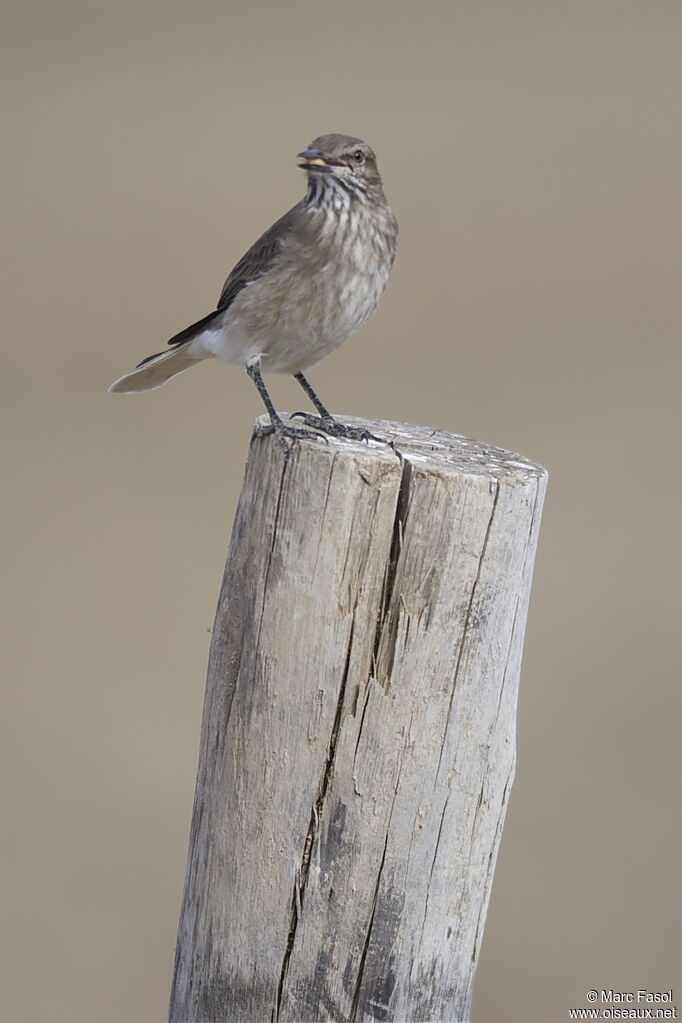 Black-billed Shrike-Tyrantimmature, identification, feeding habits