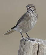 Black-billed Shrike-Tyrant