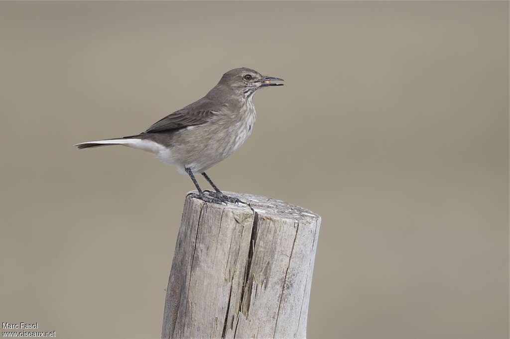 Black-billed Shrike-Tyrantimmature, identification, feeding habits