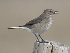 Black-billed Shrike-Tyrant