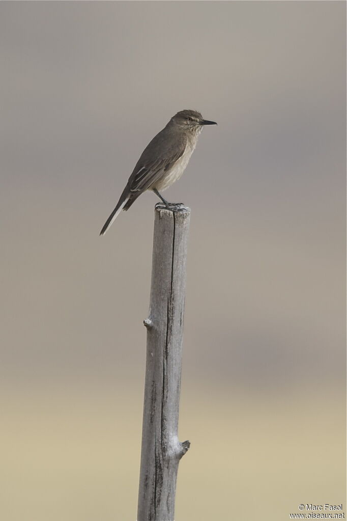 Black-billed Shrike-Tyrantadult, identification