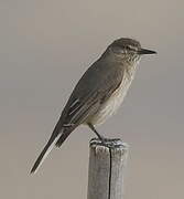 Black-billed Shrike-Tyrant