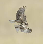 Black-billed Shrike-Tyrant