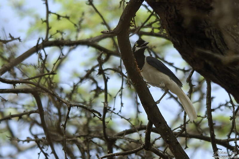 Geai à moustaches mafa98087