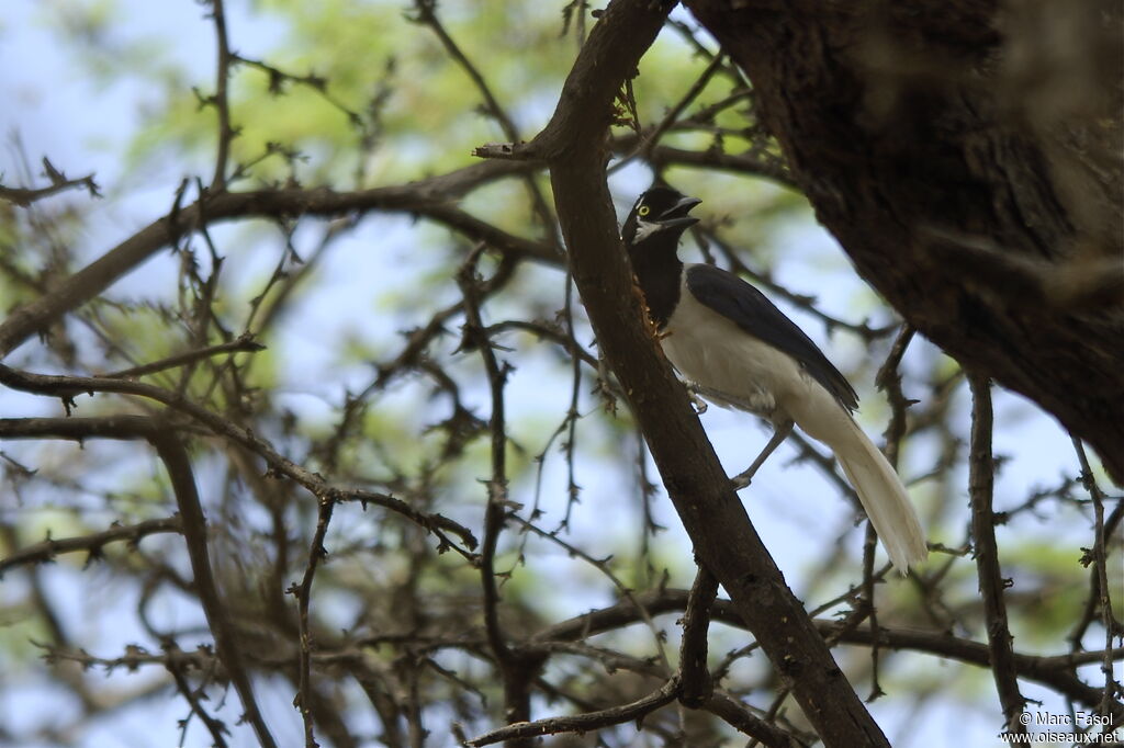 White-tailed Jay, identification