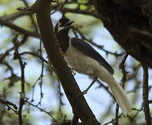 White-tailed Jay