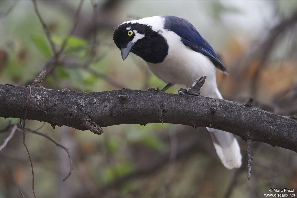 White-tailed Jayadult, identification