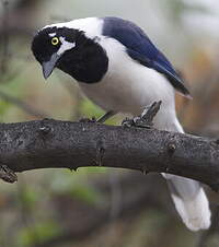 Geai à moustaches Cyanocorax mystacalis