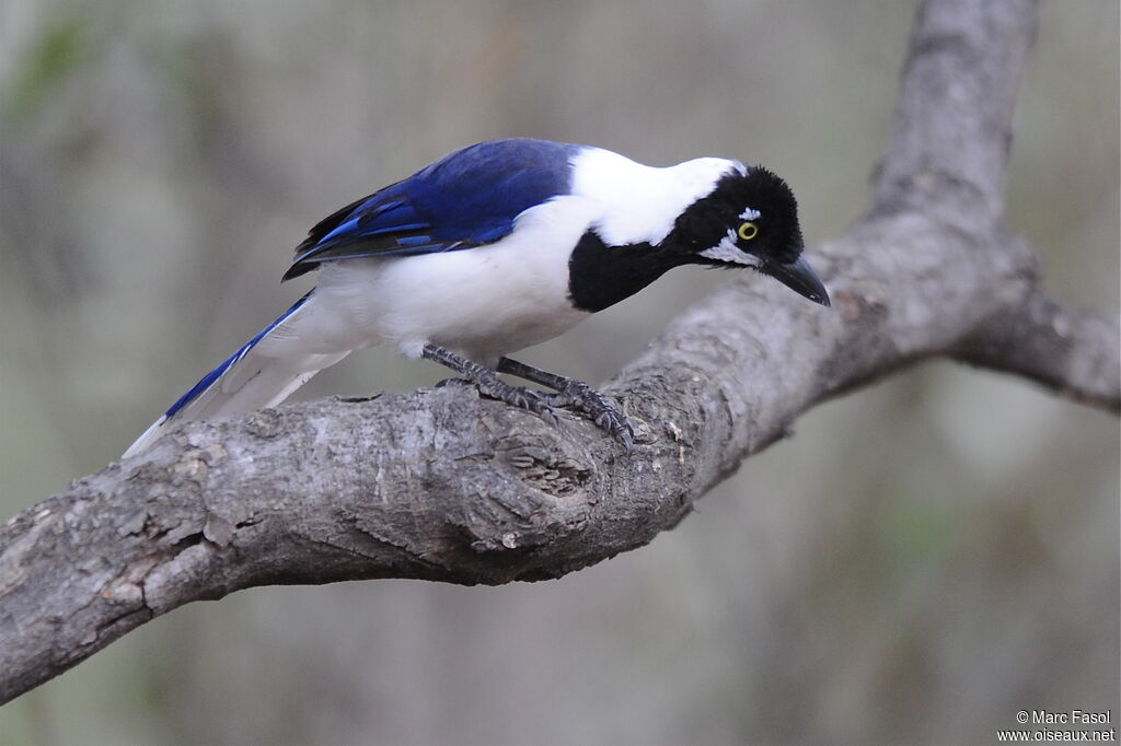 White-tailed Jayadult, identification