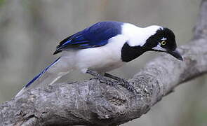 White-tailed Jay