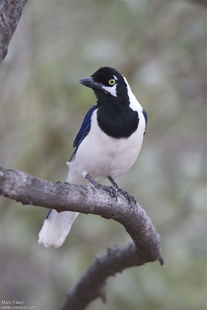 White-tailed Jayadult, identification