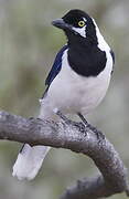 White-tailed Jay