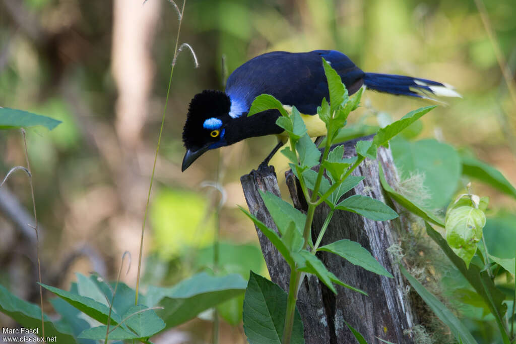 Plush-crested Jayadult breeding, Behaviour