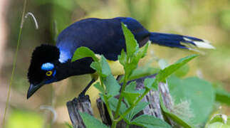 Plush-crested Jay