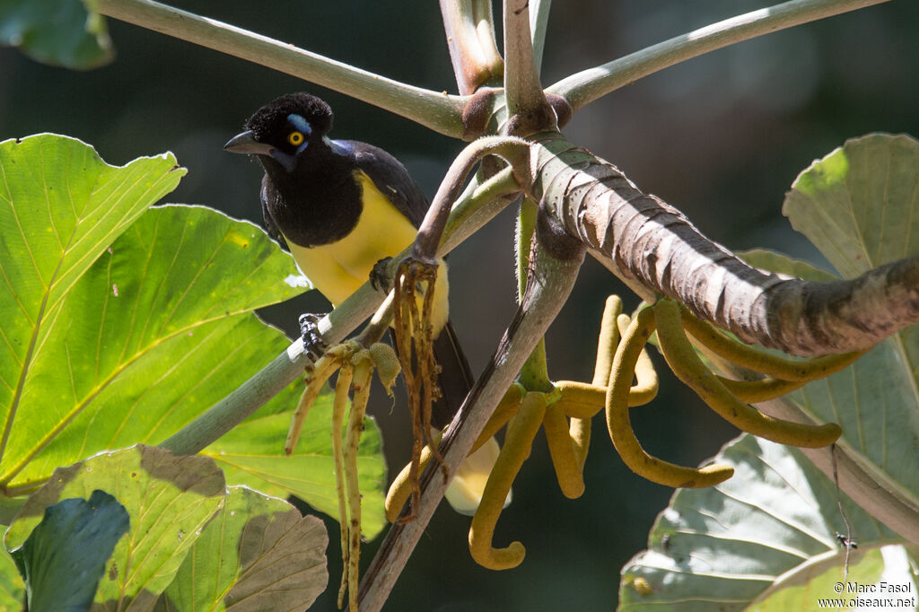 Plush-crested Jayadult, identification, eats