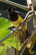 Plush-crested Jay