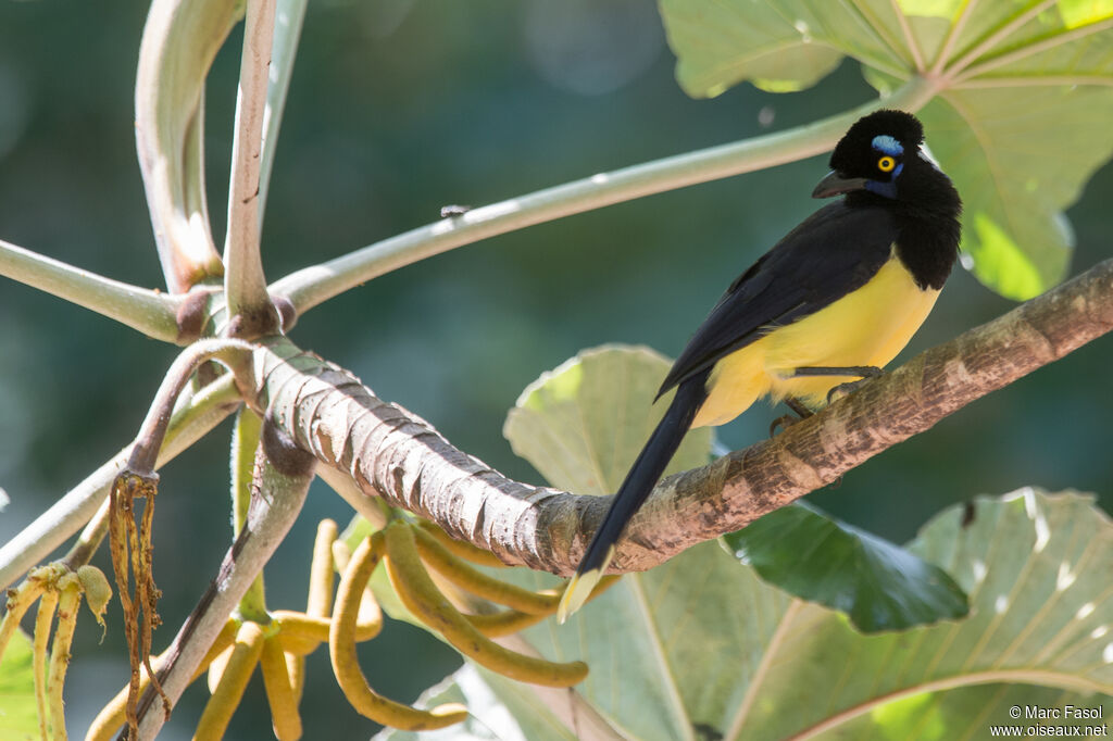 Plush-crested Jayadult, feeding habits