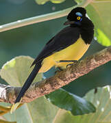 Plush-crested Jay