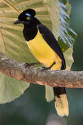 Plush-crested Jay