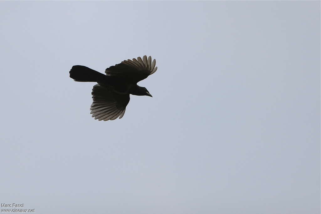 Purplish Jayadult, Flight