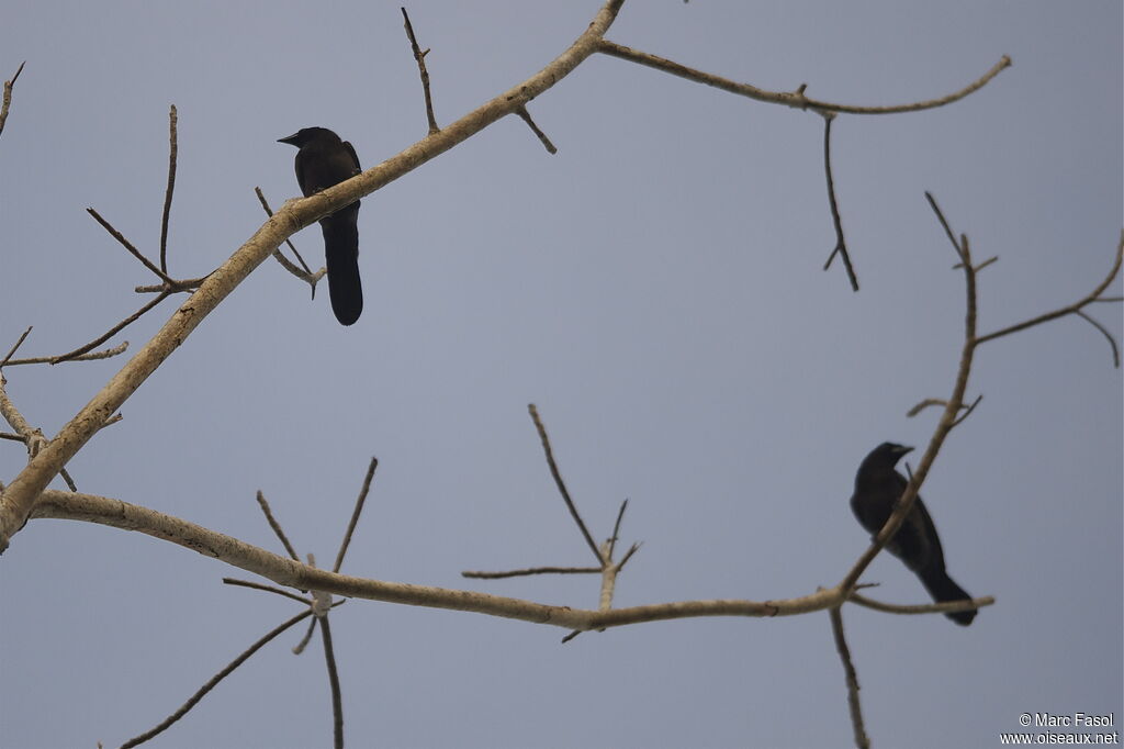 Purplish Jay , identification