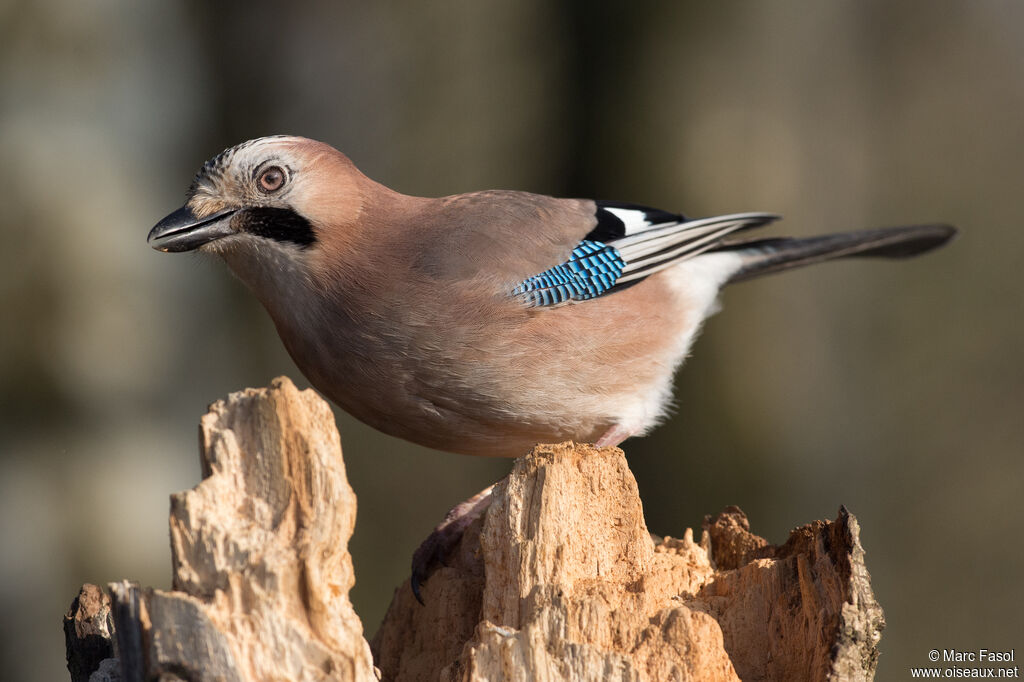 Eurasian Jayadult, identification