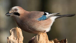 Eurasian Jay