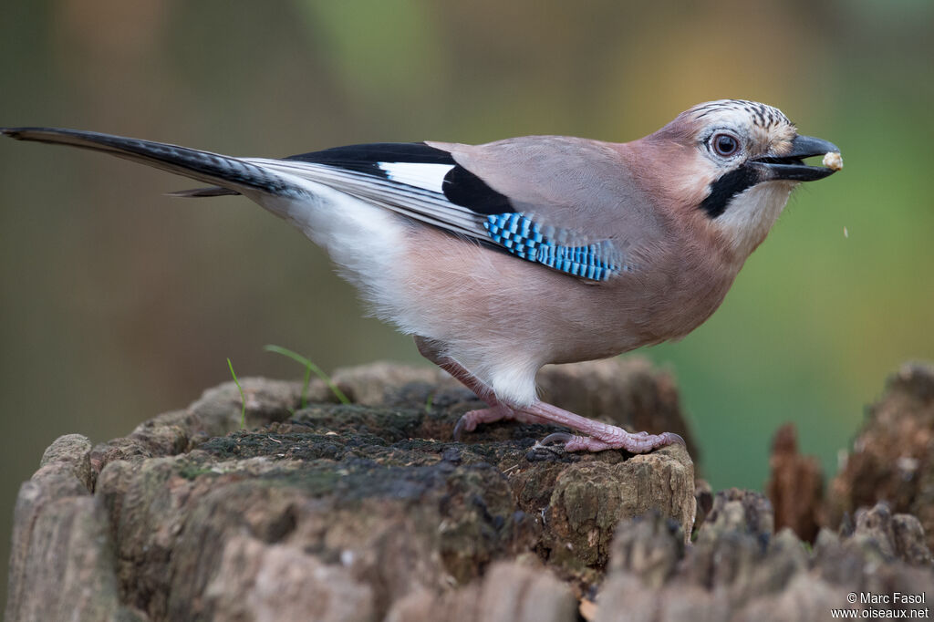 Geai des chênesadulte, identification, mange