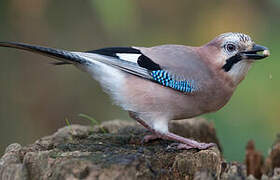 Eurasian Jay