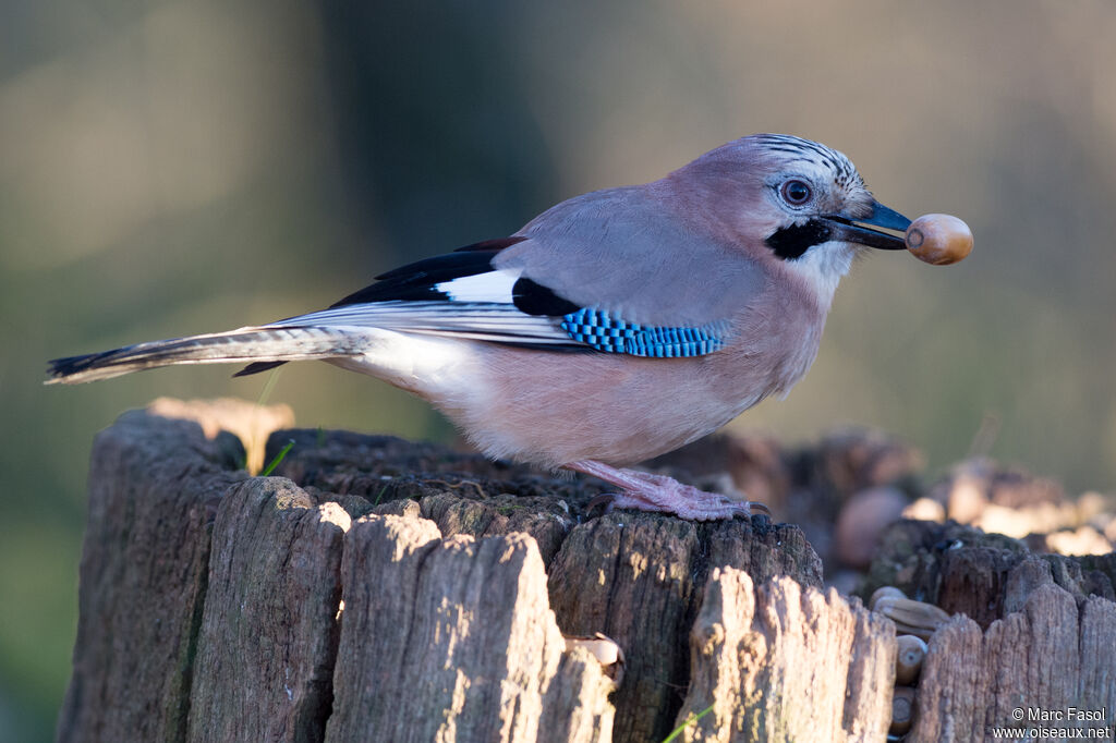 Geai des chênesadulte internuptial, identification, mange