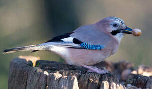 Eurasian Jay