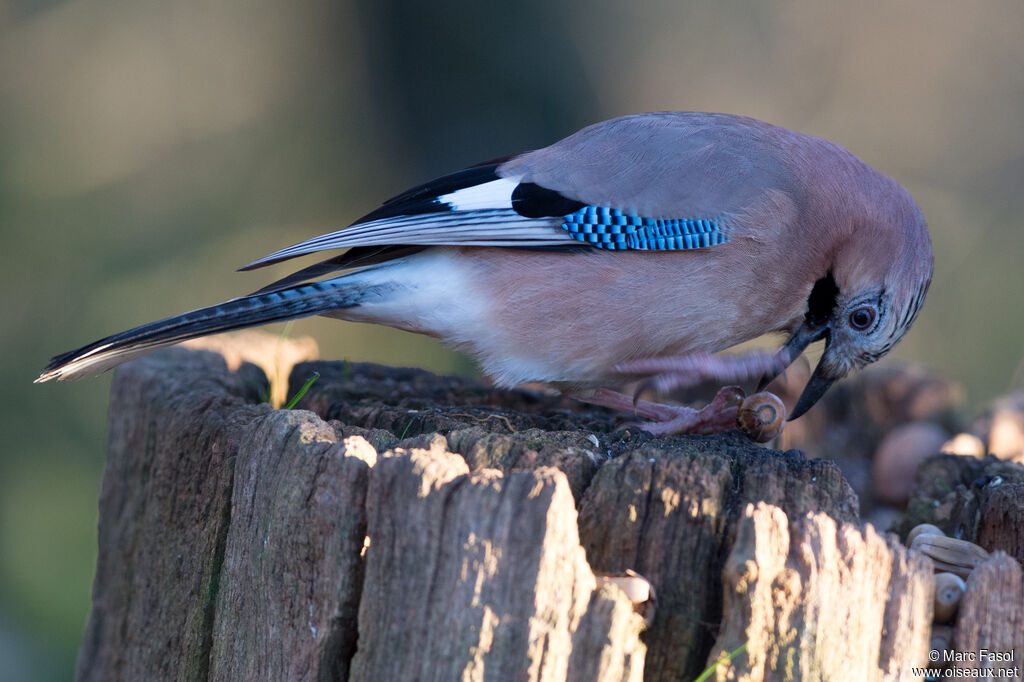 Geai des chênesadulte, identification, mange