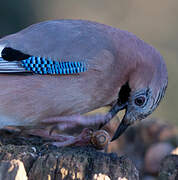 Eurasian Jay