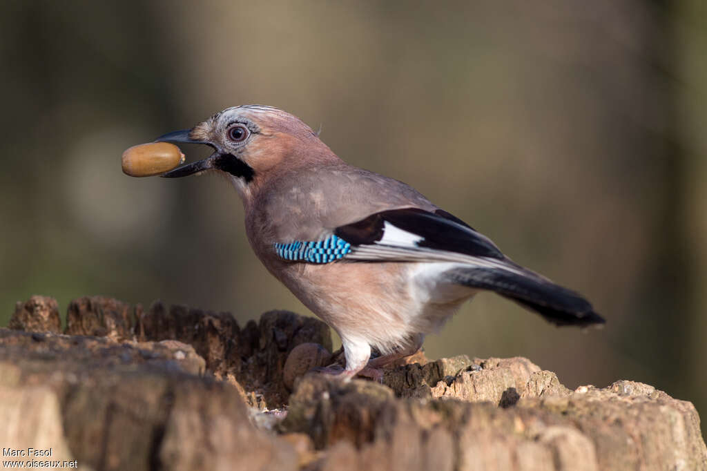 Eurasian Jayadult, feeding habits