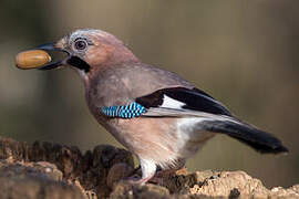 Eurasian Jay