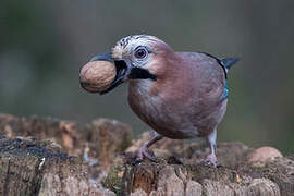 Eurasian Jay