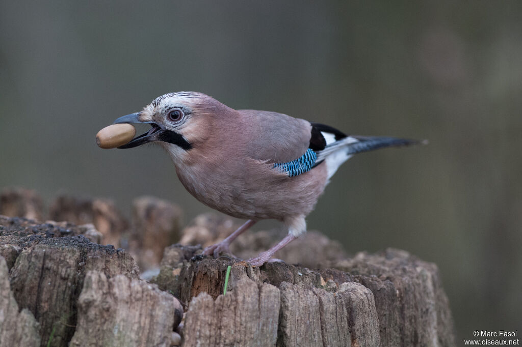 Eurasian Jayadult, identification, feeding habits