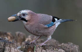 Eurasian Jay