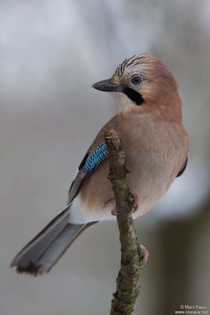 Eurasian Jayadult, identification