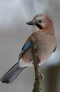 Eurasian Jay