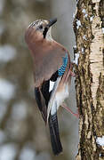 Eurasian Jay